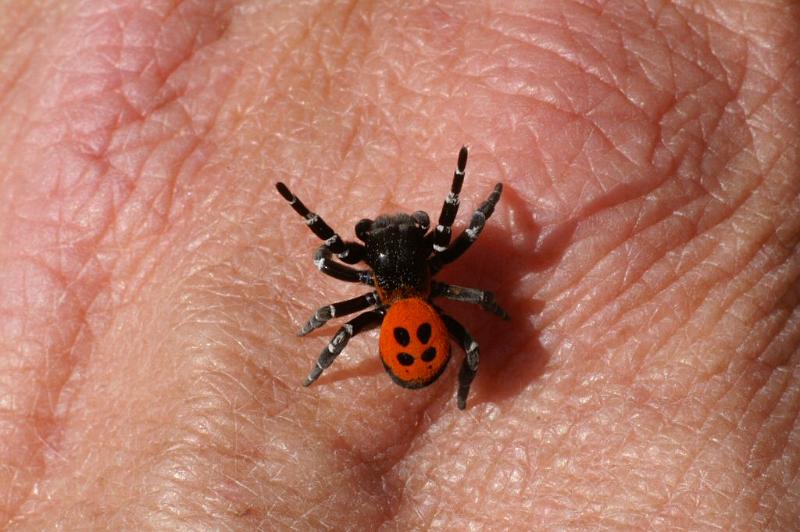 Eresus_sandaliatus_D2951_Z_86_NP De Hoge Veluwe_Nederland.jpg